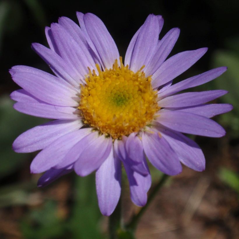 Berufkraut - Erigeron leiomerus (Blüte)