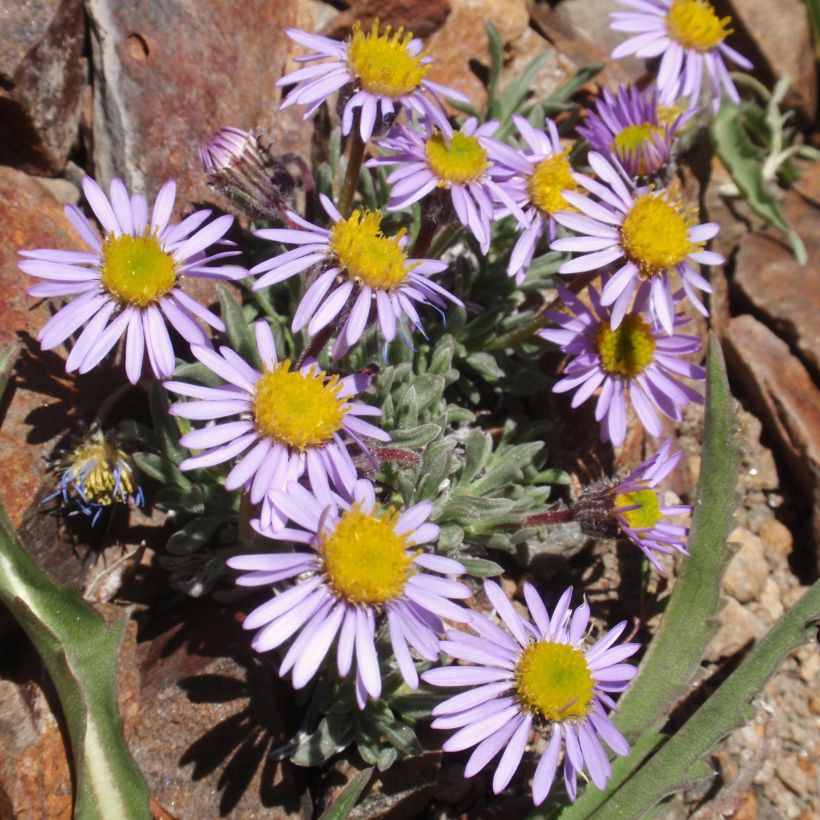 Berufkraut - Erigeron leiomerus (Hafen)