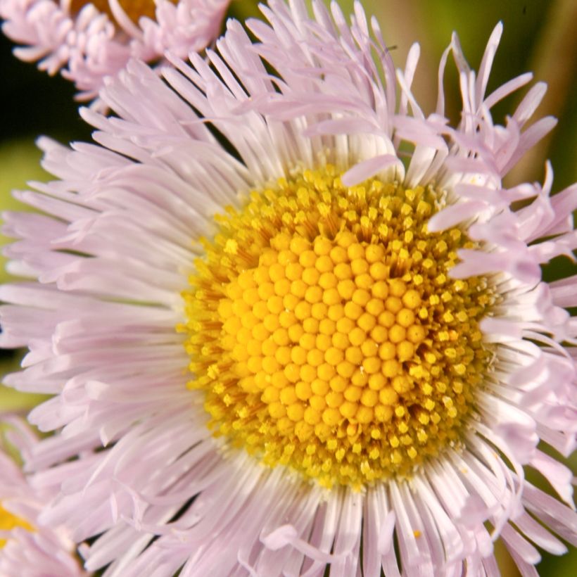 Berufkraut - Erigeron philadelphicus (Blüte)