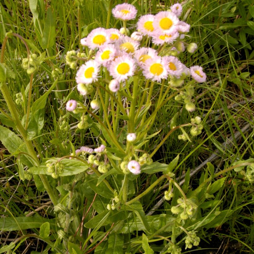 Berufkraut - Erigeron philadelphicus (Hafen)