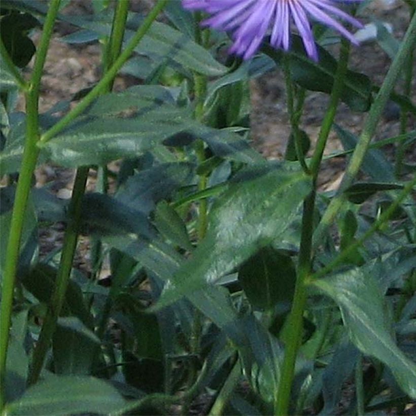 Prächtiges Berufkraut Grandiflorus - Erigeron speciosus (Laub)