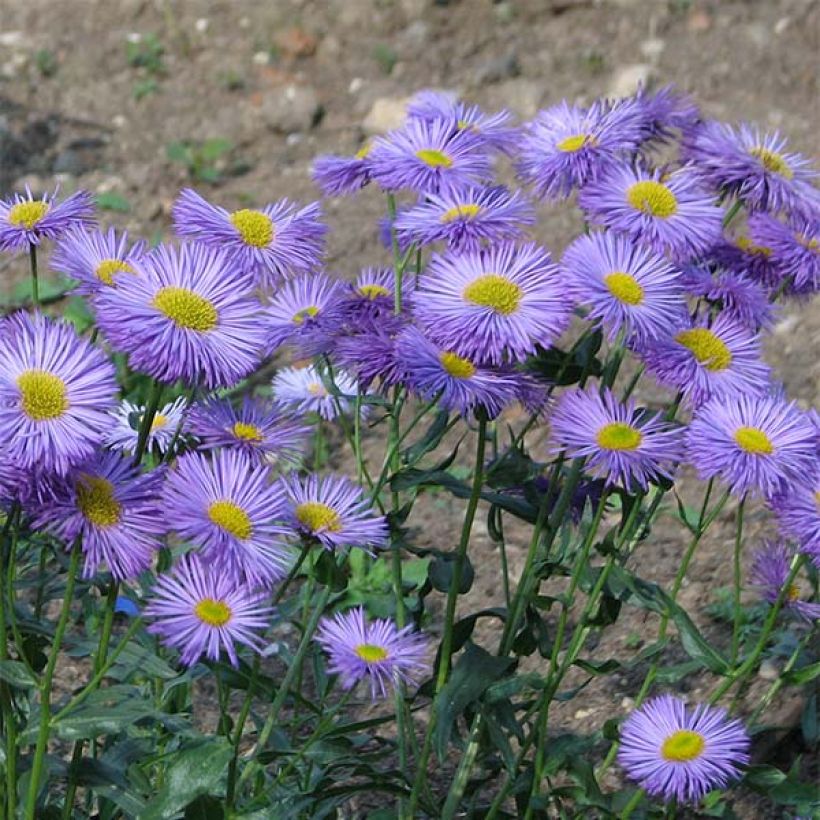 Prächtiges Berufkraut Grandiflorus - Erigeron speciosus (Blüte)