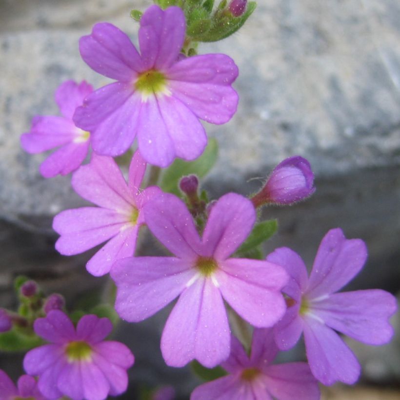 Erinus alpinus - Leberbalsam (Blüte)