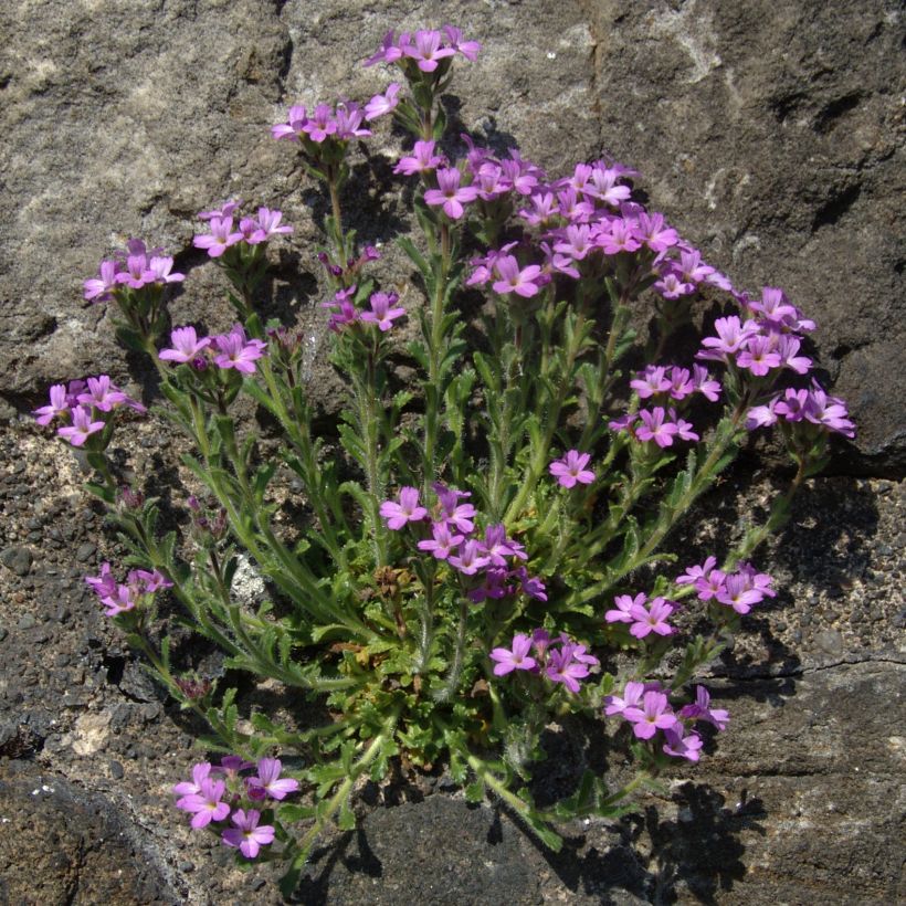 Erinus alpinus - Leberbalsam (Hafen)