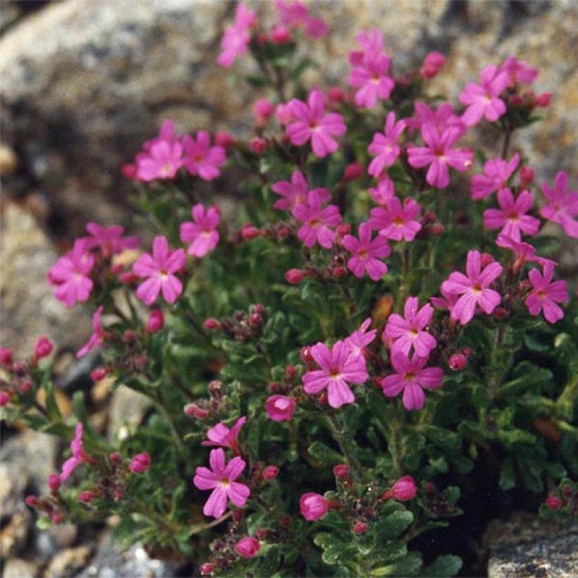 Erinus alpinus Hähnle - Leberbalsam (Hafen)