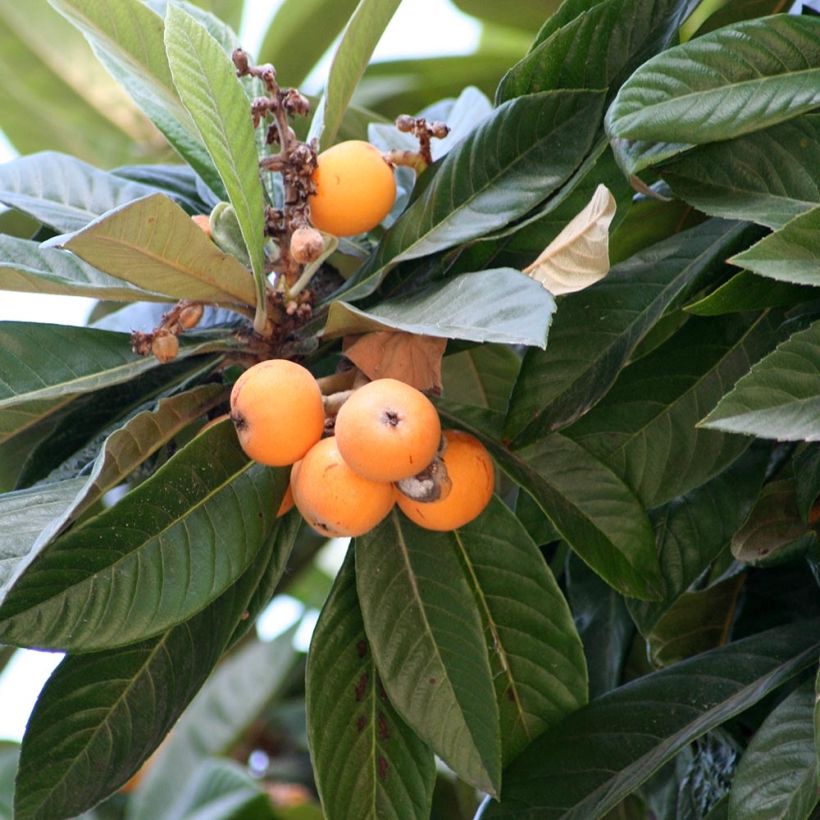 Japanische Wollmispel - Eriobotrya x japonica (Laub)