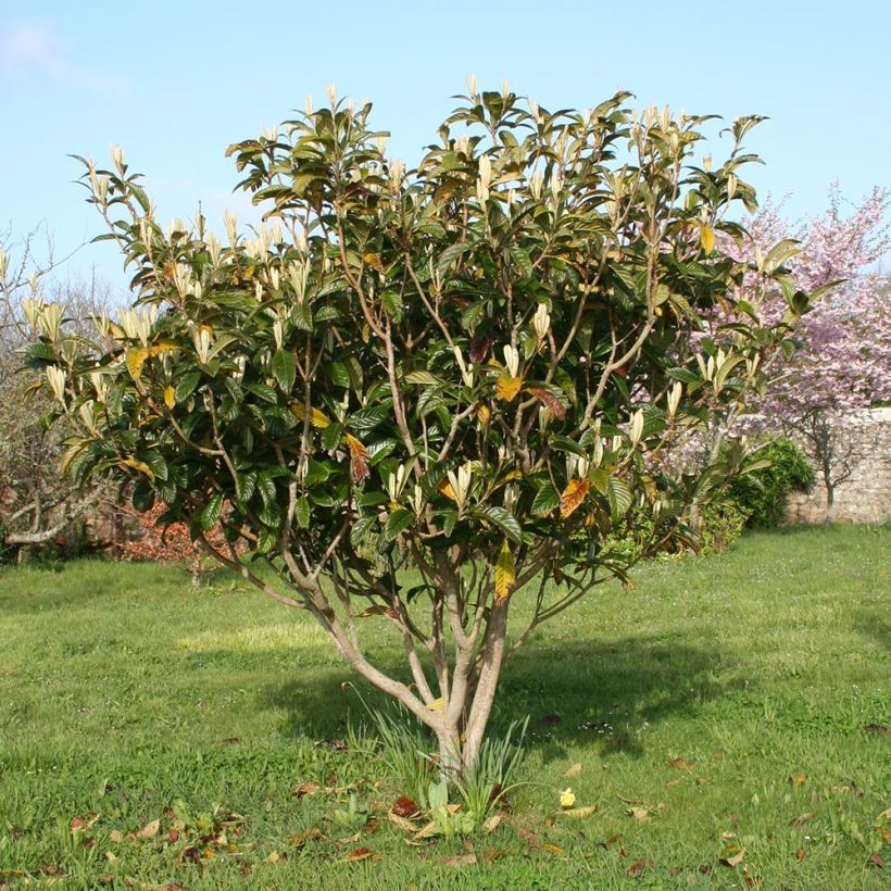 Japanische Wollmispel - Eriobotrya x japonica (Hafen)