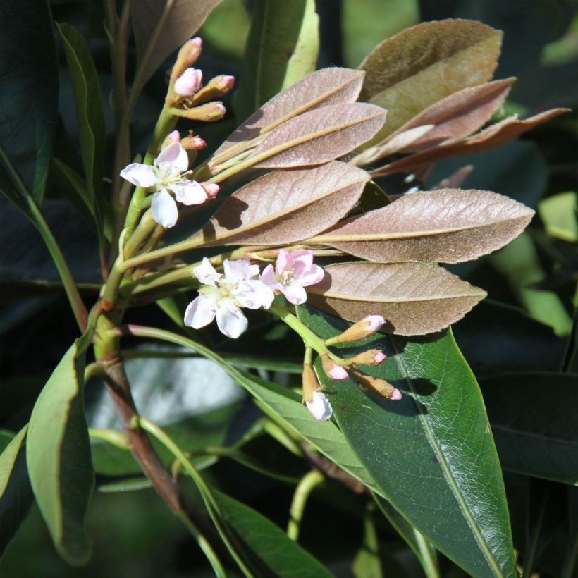 Rhaphiobotrya Coppertone (Blüte)