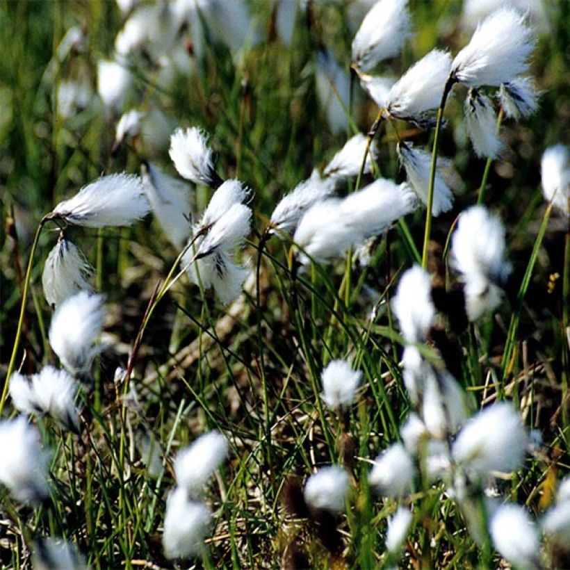 Eriophoron angustifolium - Schmalblättriges Wollgras (Blüte)