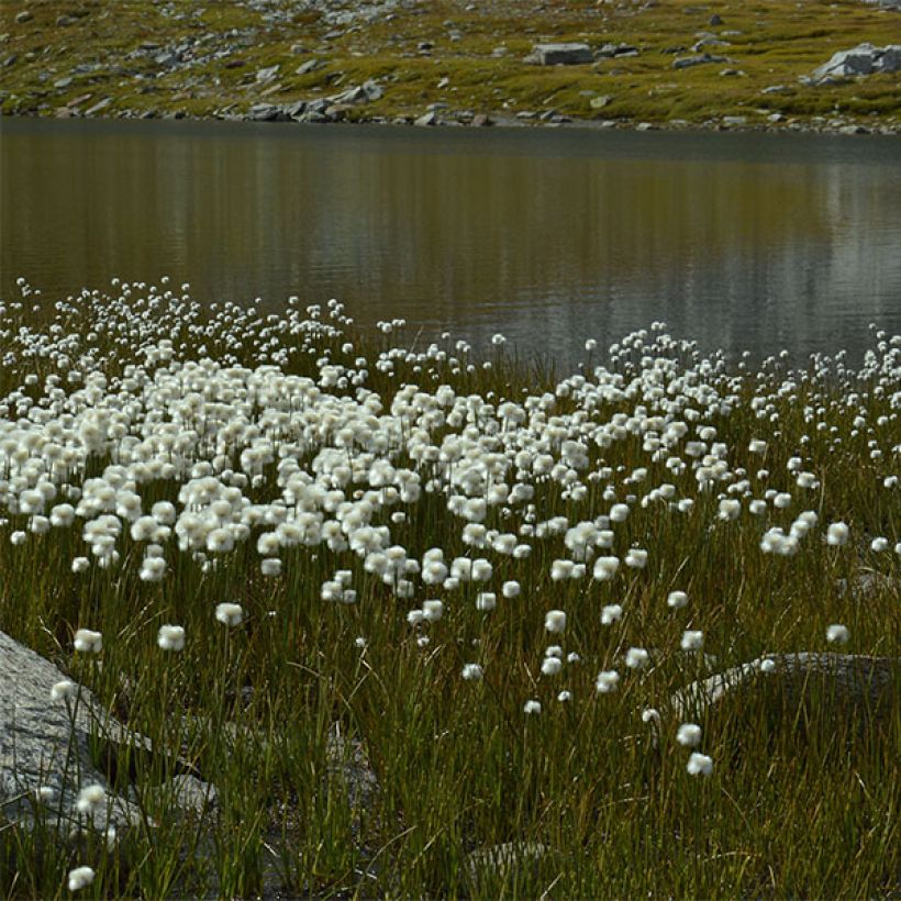 Eriophoron angustifolium - Schmalblättriges Wollgras (Hafen)