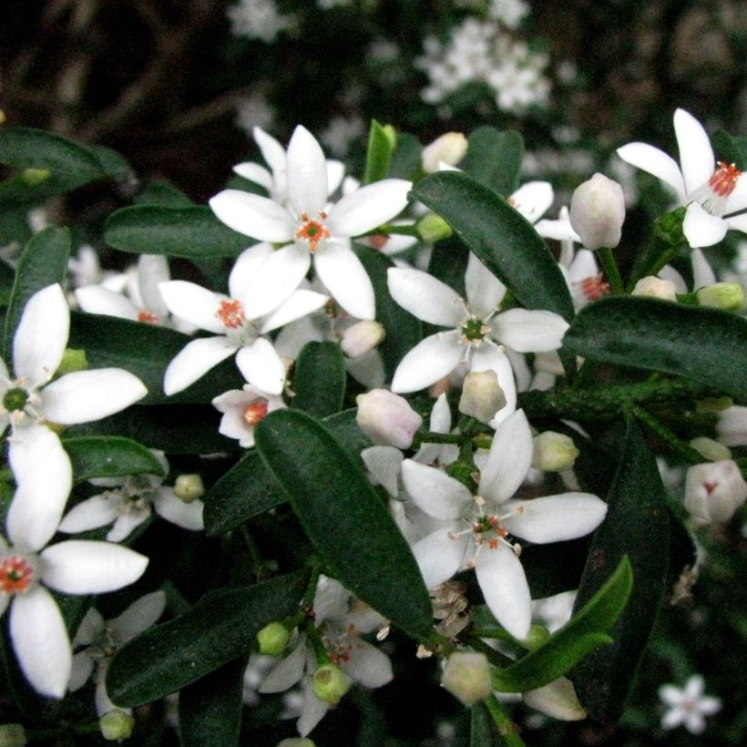 Eriostemon myoporoides - Langblättrige Wachsblume (Blüte)