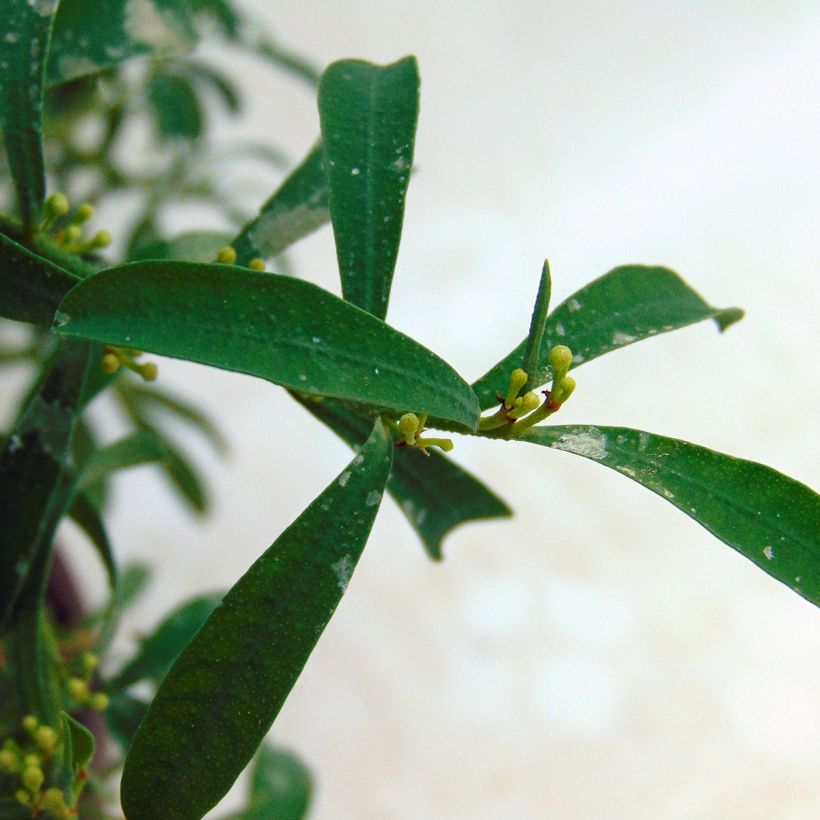 Eriostemon myoporoides - Langblättrige Wachsblume (Laub)