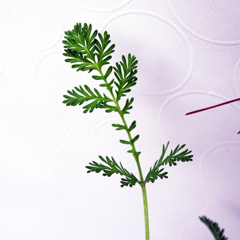 Erodium Stephanie - Reiherschnabel (Laub)