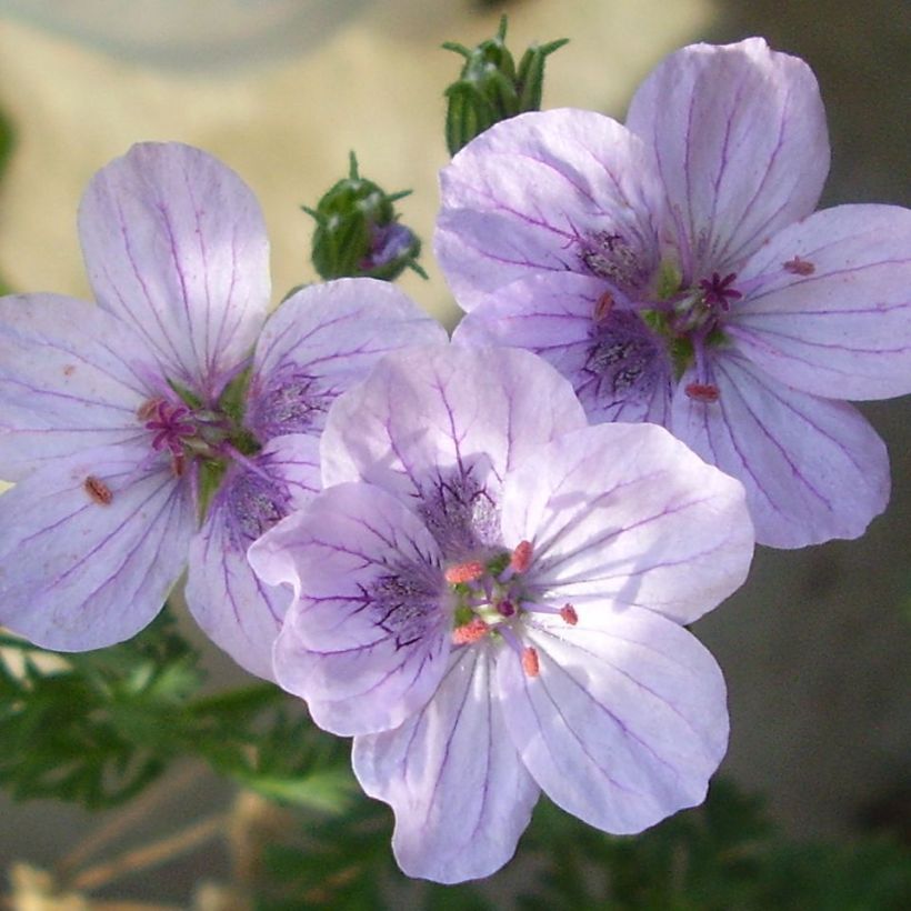 Erodium Stephanie - Reiherschnabel (Blüte)