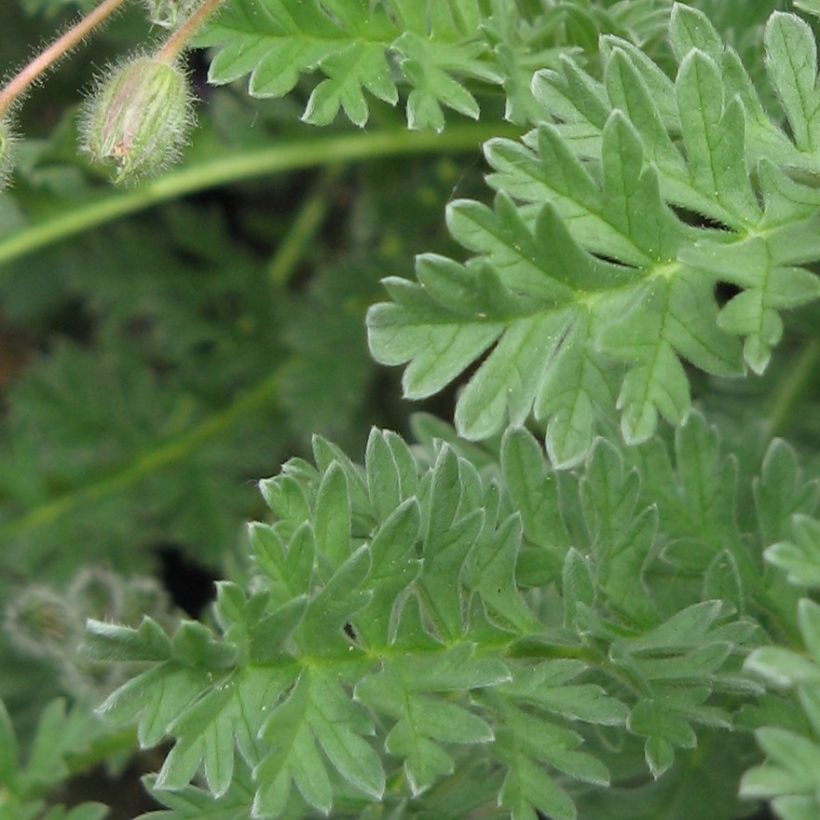 Erodium chrysanthum - Gelber Reiherschnabel (Laub)