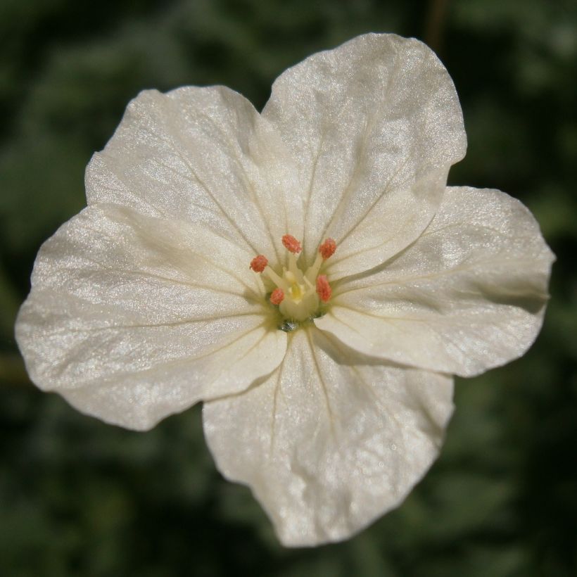 Erodium chrysanthum - Gelber Reiherschnabel (Blüte)