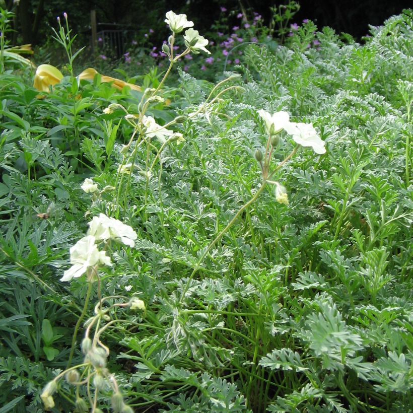 Erodium chrysanthum - Gelber Reiherschnabel (Hafen)