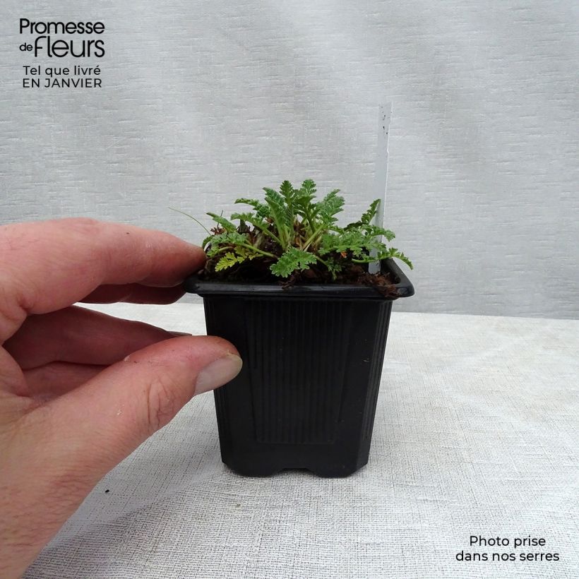 Exemplar von Erodium chrysanthum Godet de 8 cm wie im Winter geliefert