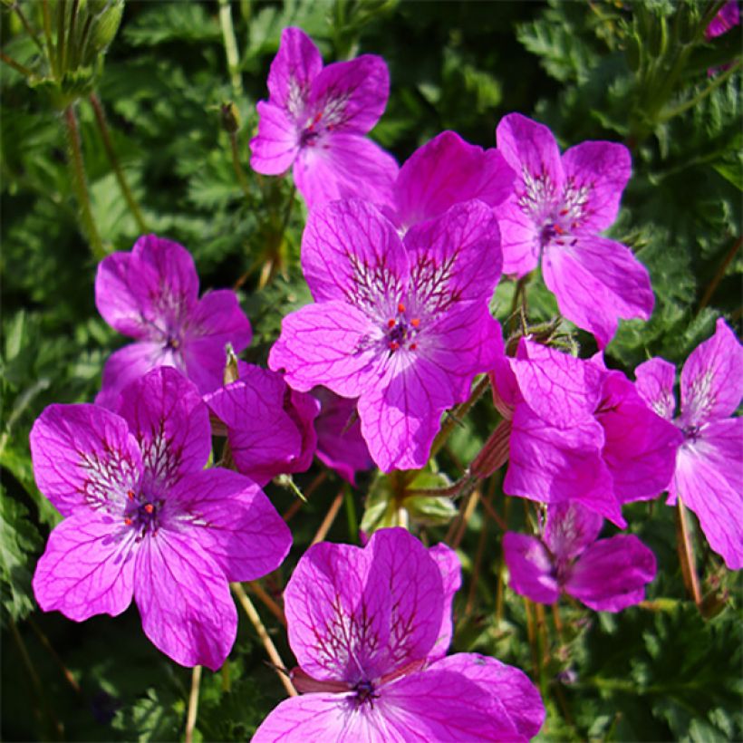 Erodium manescavii - Großer Purpur-Reiherschnabel (Blüte)