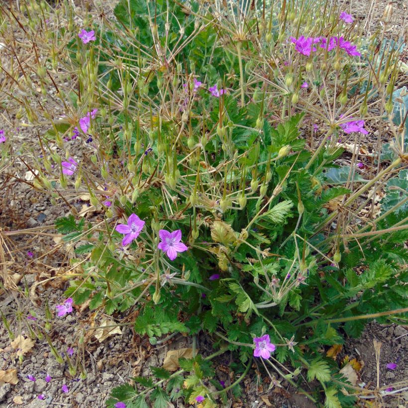 Erodium manescavii - Großer Purpur-Reiherschnabel (Hafen)