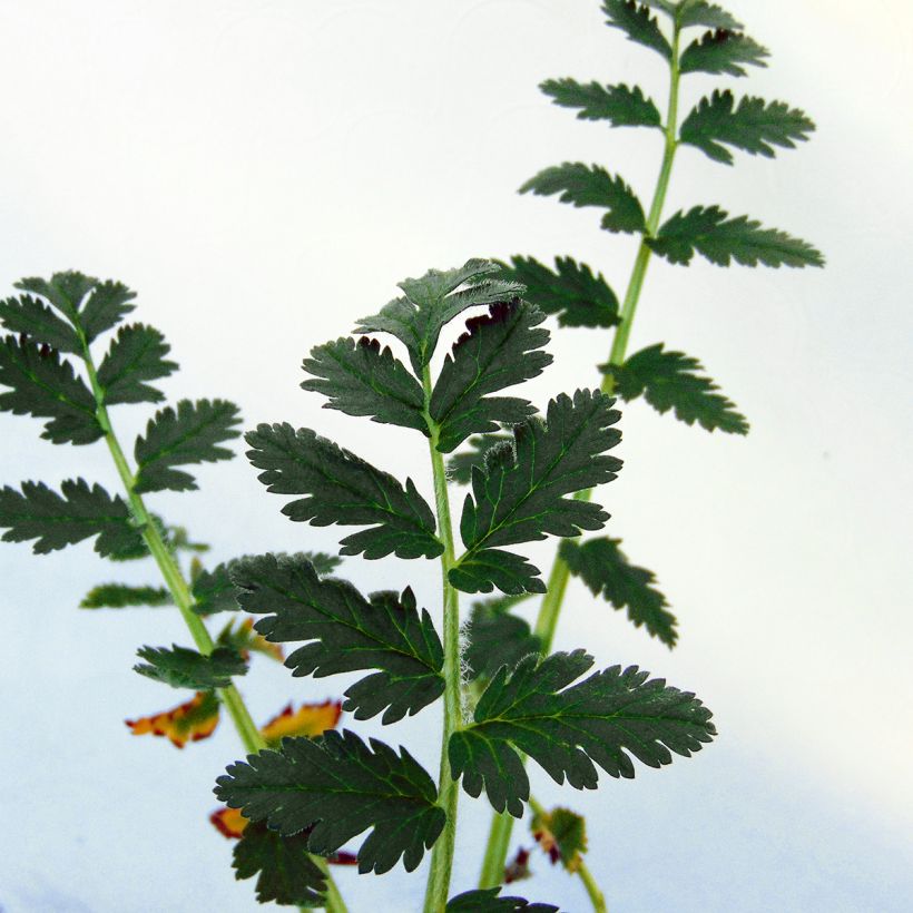 Erodium manescavii - Großer Purpur-Reiherschnabel (Laub)