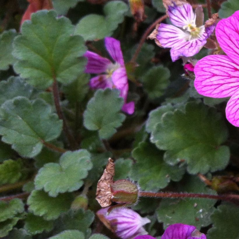 Erodium Bishop's Form - Reiherschnabel (Laub)