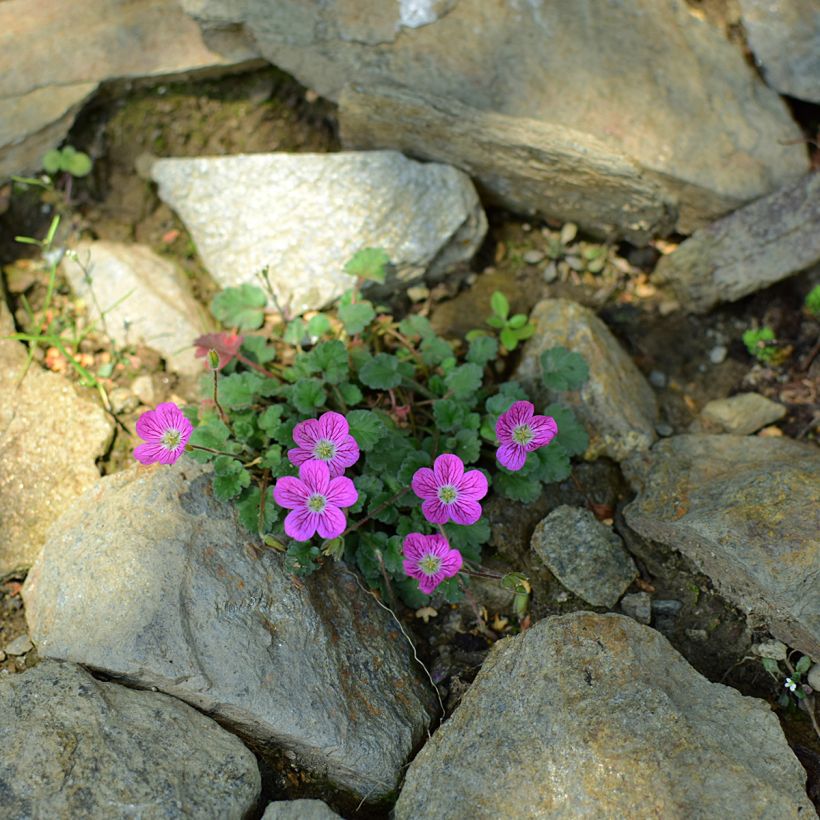 Erodium Bishop's Form - Reiherschnabel (Hafen)