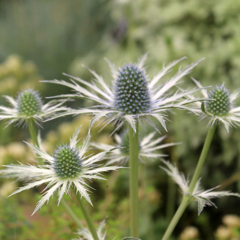 Eryngium zabelii Jos Eijking - Garten-Mannstreu (Blüte)