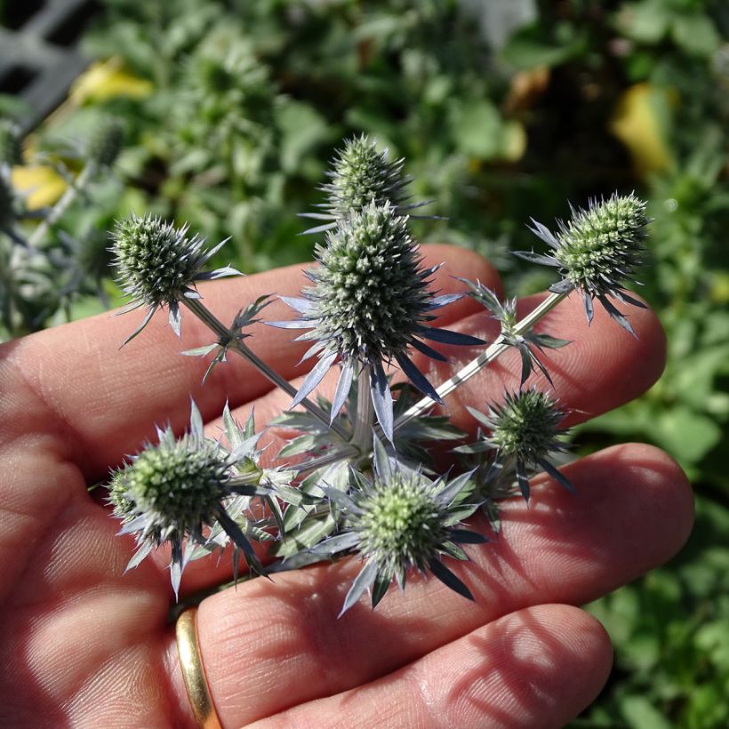 Eryngium planum Tiny Jackpot - Flachblättrige Mannstreu (Blüte)