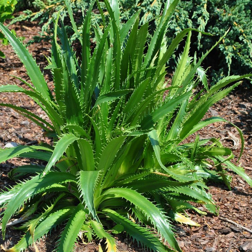 Eryngium agavifolium - Agavenblättrige Mannstreu (Hafen)