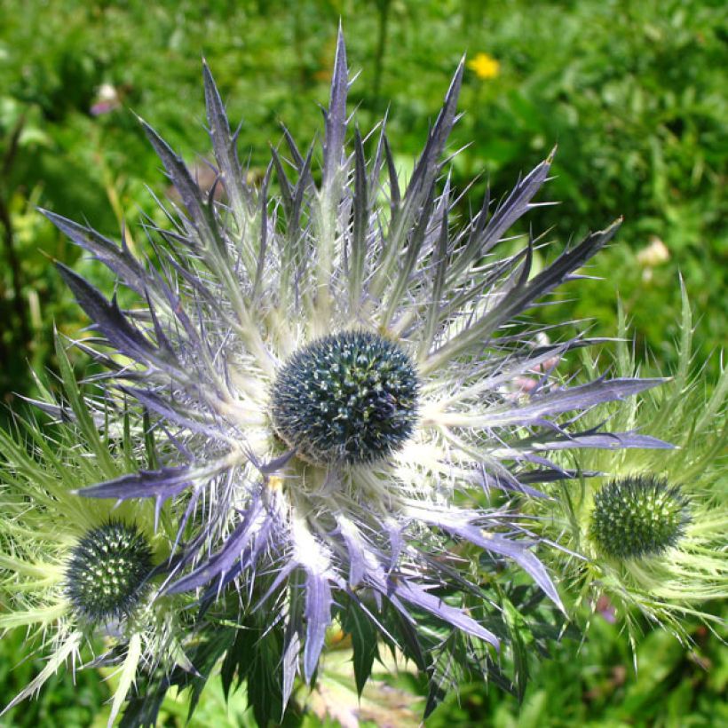 Eryngium alpinum Blue Star - Alpen-Mannstreu (Blüte)