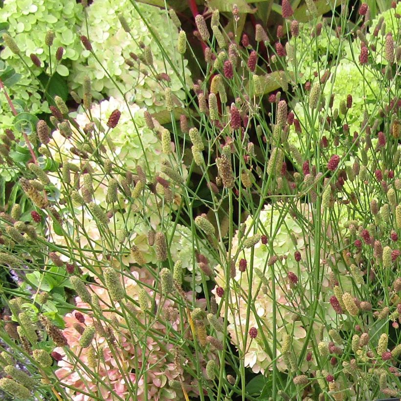 Eryngium ebracteatum var. poterioides - Mannstreu (Blüte)