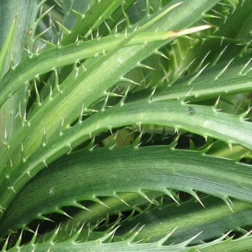 Eryngium horridum - Mannstreu (Laub)