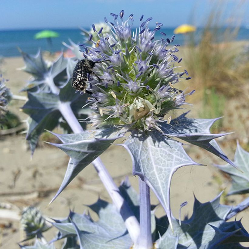 Eryngium maritimum - Strand-Mannstreu (Blüte)