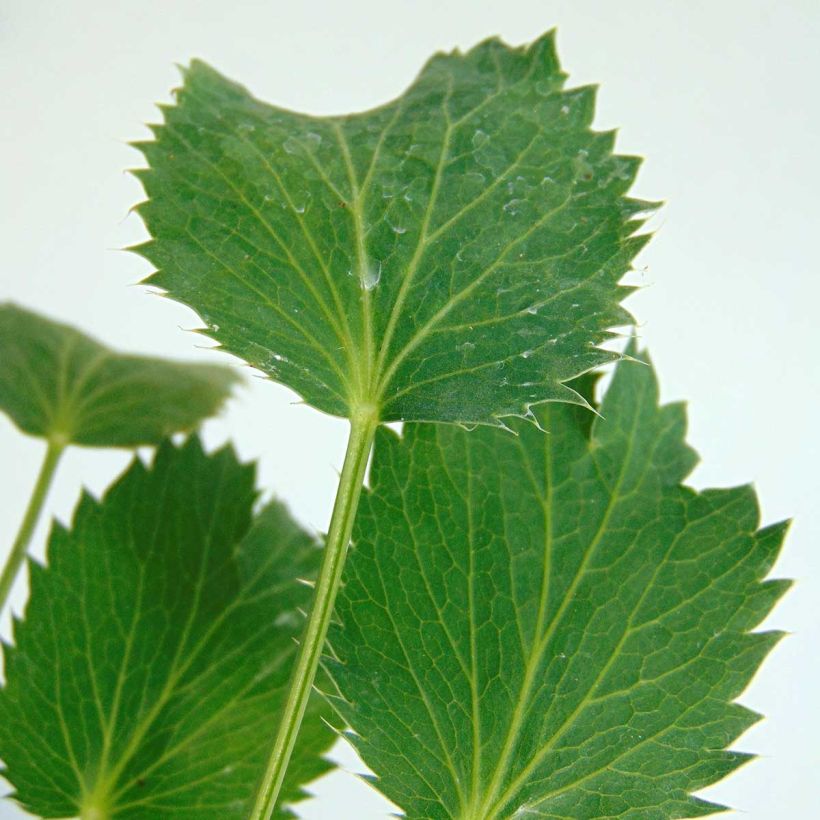 Eryngium oliverianum - Oliva Mannstreu (Laub)