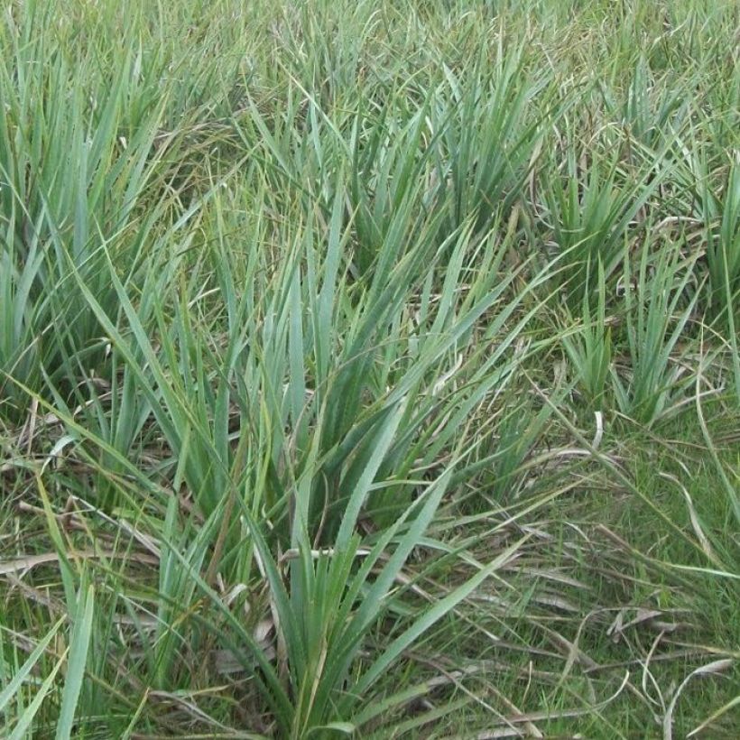 Eryngium pandanifolium - Mannstreu (Hafen)