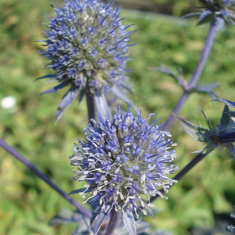 Eryngium planum Blauer Zwerg - Flachblättrige Mannstreu (Blüte)