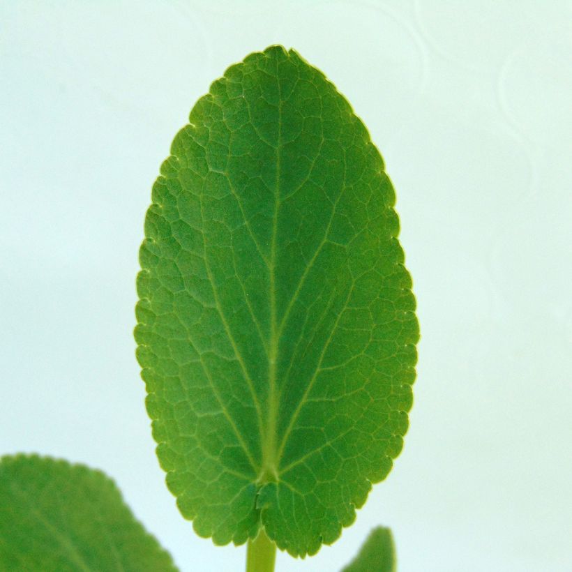 Eryngium planum Blauer Zwerg - Flachblättrige Mannstreu (Laub)