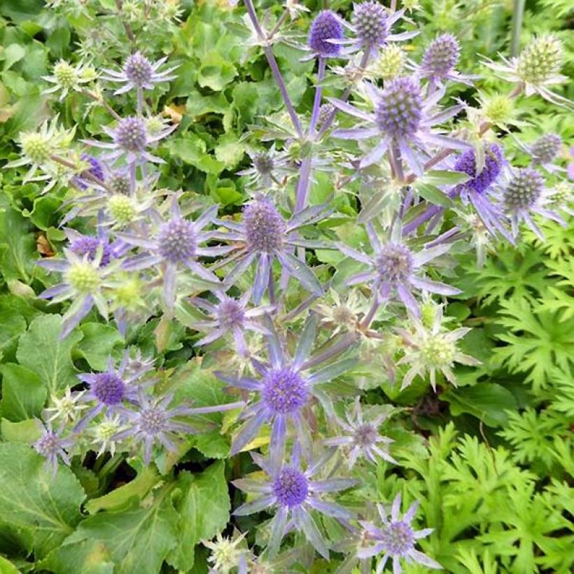 Eryngium planum Blue Hobbit - Flachblättrige Mannstreu (Blüte)