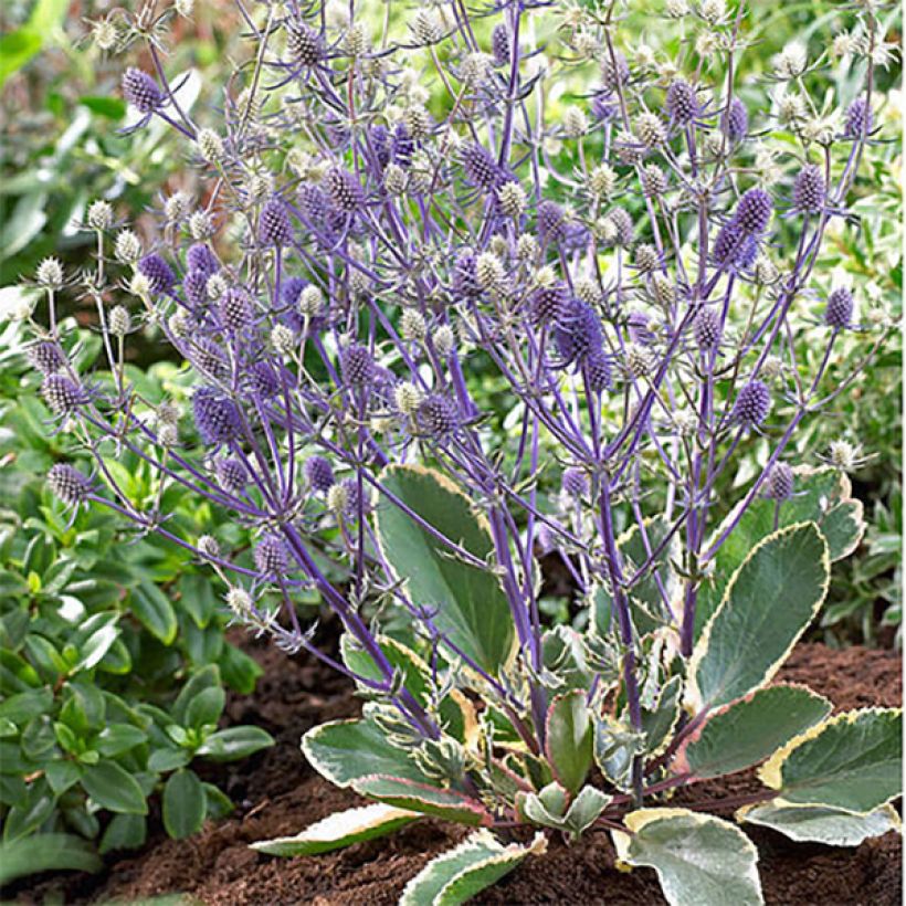 Eryngium planum Jade Frost - Flachblättrige Mannstreu (Hafen)