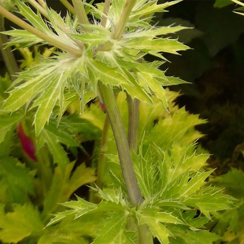 Eryngium planum Neptune's Gold - Flachblättrige Mannstreu (Laub)