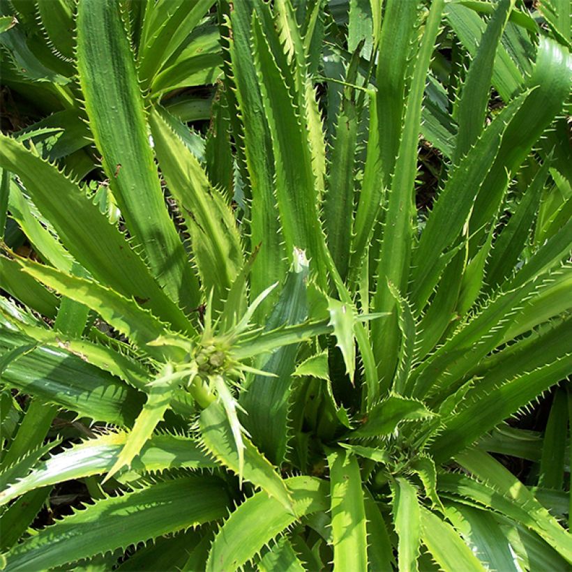 Eryngium serra - Mannstreu (Laub)