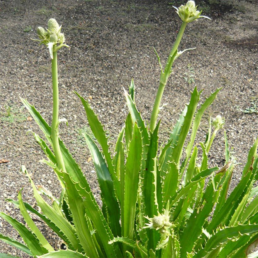 Eryngium serra - Mannstreu (Hafen)