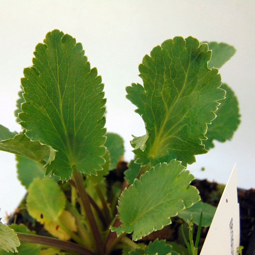 Eryngium tripartitum - Dreiteilige Mannstreu (Laub)