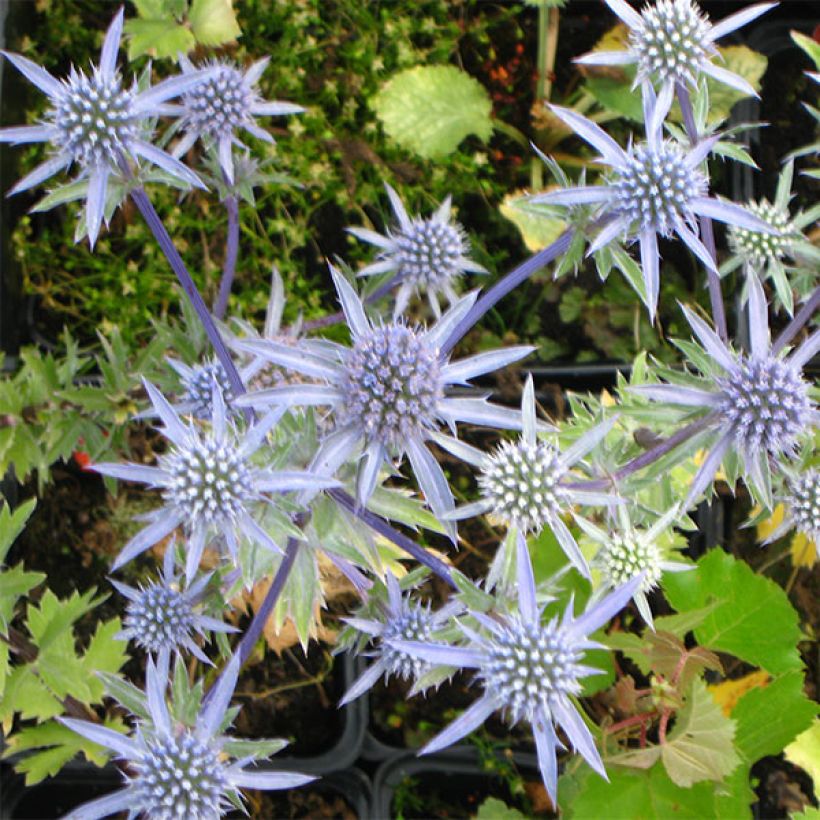 Eryngium tripartitum - Dreiteilige Mannstreu (Blüte)