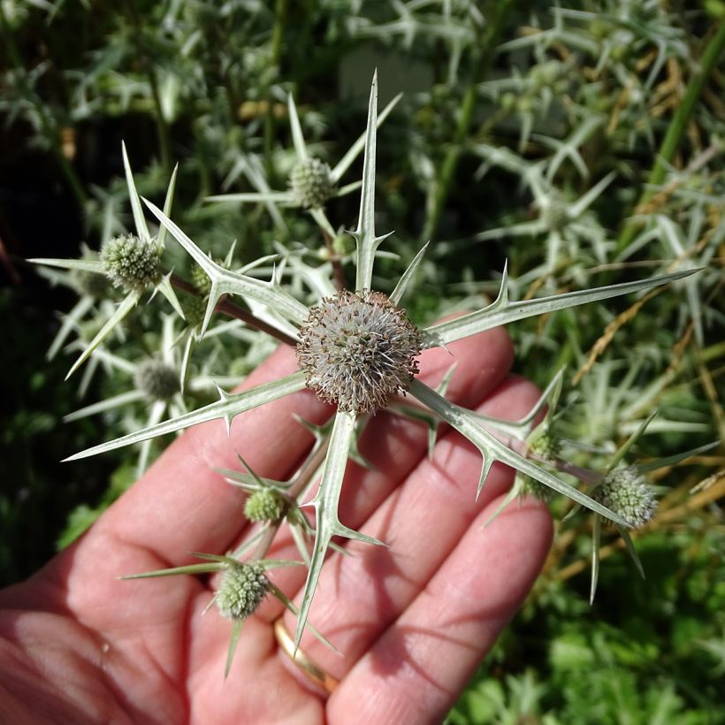 Eryngium variifolium - Atlas-Mannstreu (Blüte)