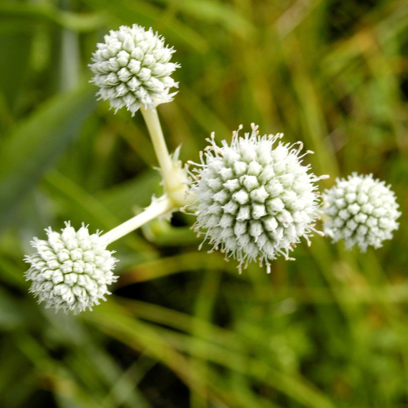 Eryngium yuccifolium - Palmlilien-Mannstreu (Blüte)