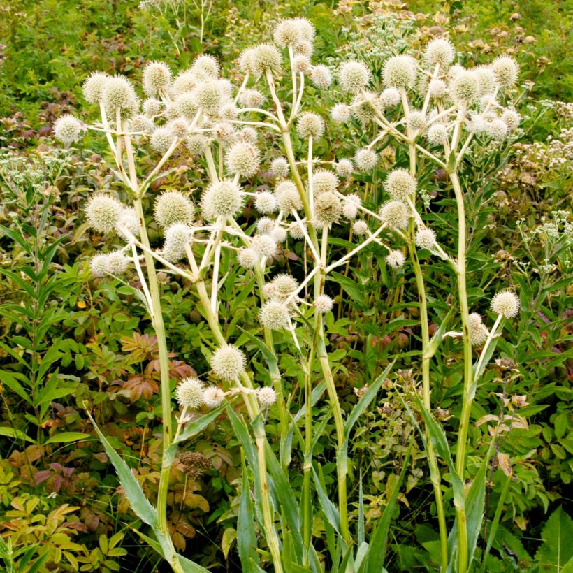 Eryngium yuccifolium - Palmlilien-Mannstreu (Hafen)