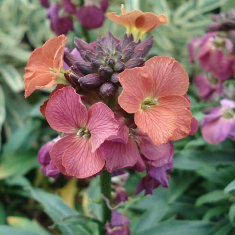 Garten-Goldlack Constant Cheer - Erysimum (Blüte)