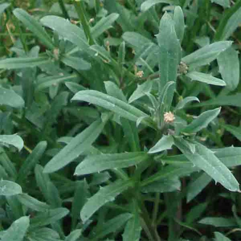 Garten-Goldlack Jubilee Gold - Erysimum (Laub)